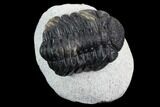 Bargain, Morocops Trilobite - Visible Eye Facets #120083-2